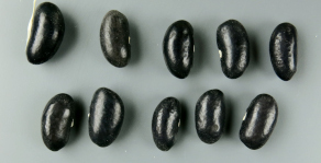 Go To Experiment Search